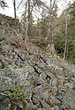 "Crested Hill" - main link