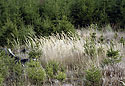 Grass - main link