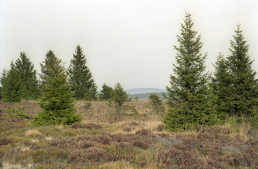 Moor on "Tok Hill" - larger format