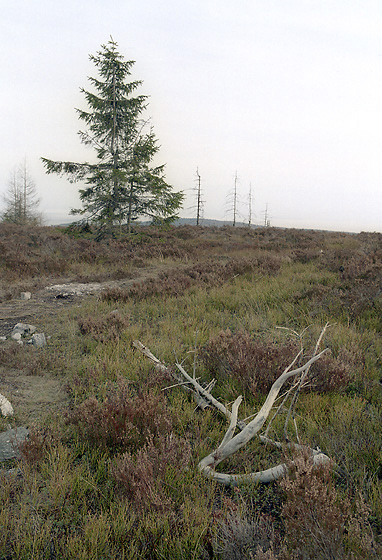 Moor on "Tok Hill" - smaller format