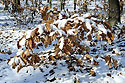 Little oak - main link
