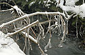 Icicles - main link