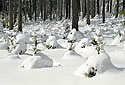 Hillocks - main link