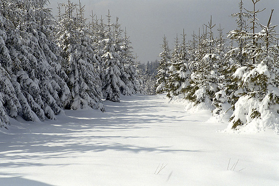 White path - smaller format