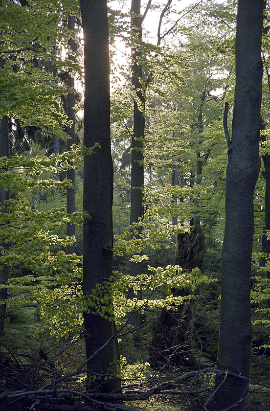 Morning sun - larger format