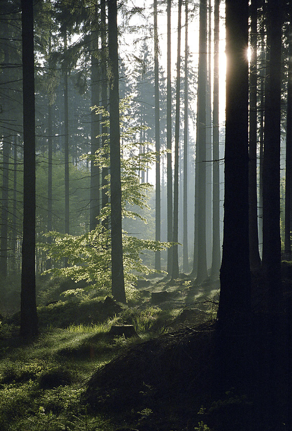 Morning mist - larger format