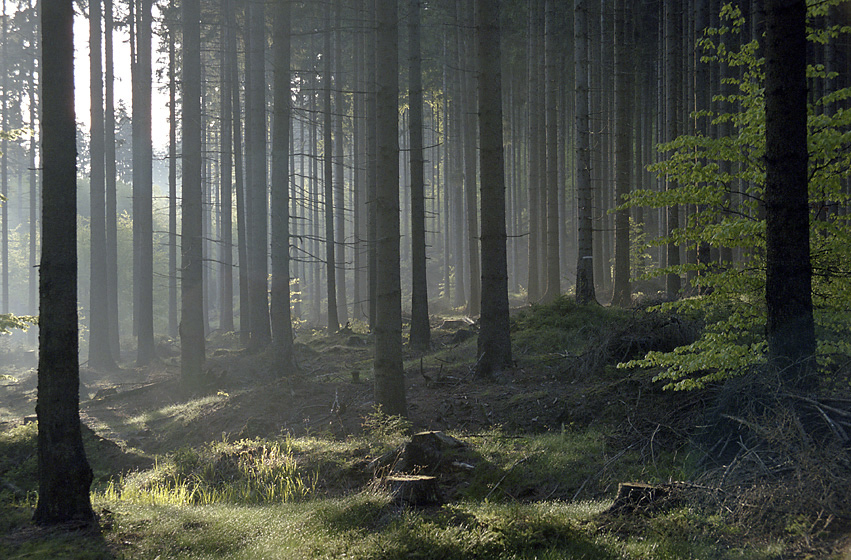 Morning mist - larger format