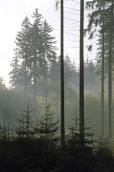 Morning mist - smaller format
