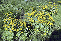 Marsh marigold - main link