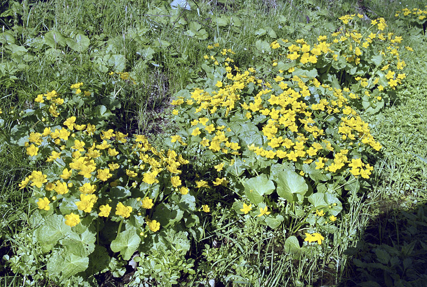 Marsh marigold - larger format