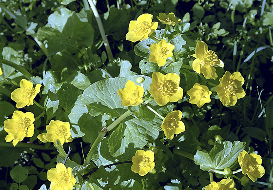 Marsh marigold - smaller format