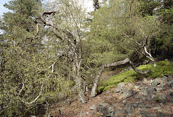 On the "Crown Hill" - smaller format