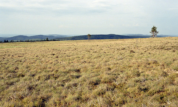 Moor on "Tok Hill" - smaller format
