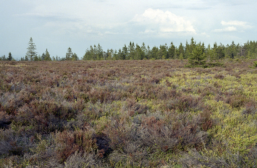Moor on "Tok Hill" - larger format