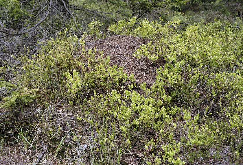 Anthill - larger format