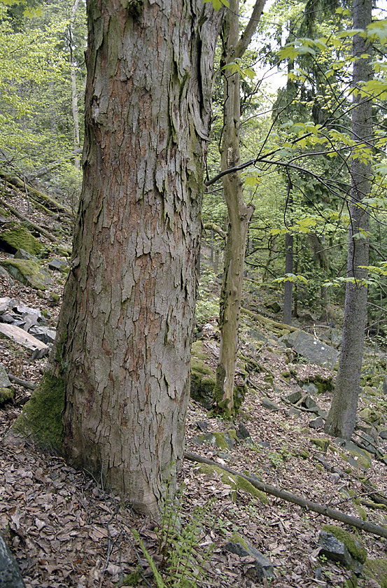 Sycamore trunk - larger format