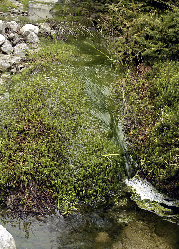 Micro-waterfall - larger format