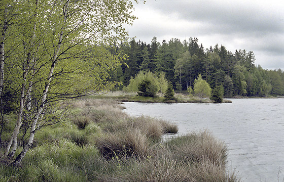 "Saw Lake" - smaller format