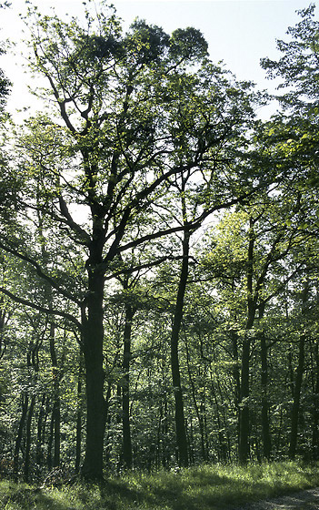 Morning in the oak forest - smaller format