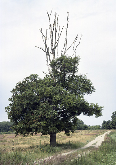 Ruined oak - smaller format