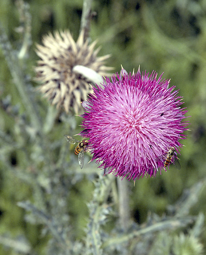 Thistle - smaller format