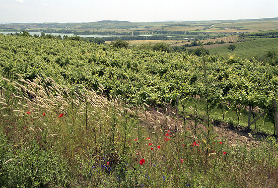 Mezi vinicemi - men formt