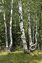 Birches on the slag heap - main link