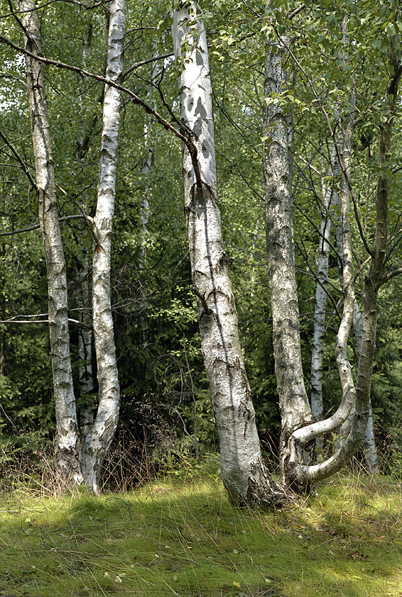 Birches on the slag heap - larger format