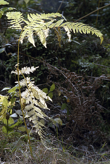 Fern - smaller format