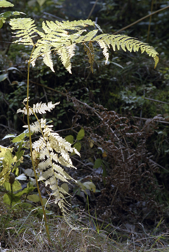 Fern - larger format