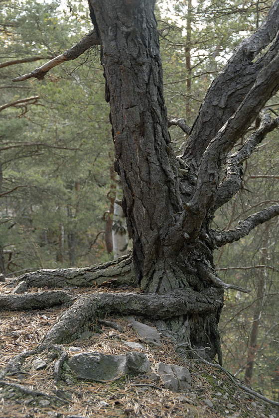 Pine - larger format