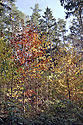 Podzimní barvy - hlavní odkaz