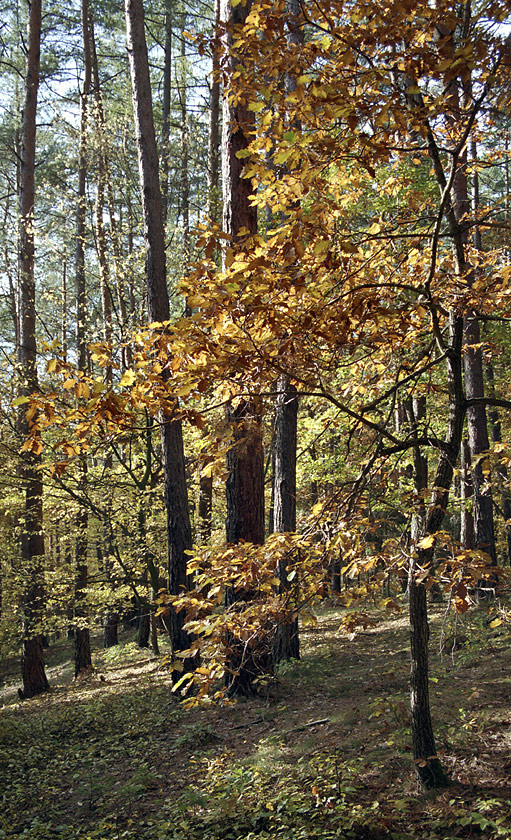 Autumn - larger format