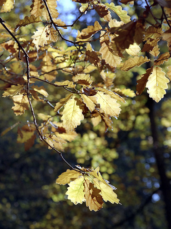 Oak leaves - larger format
