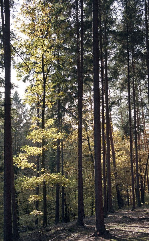 Autumn - larger format