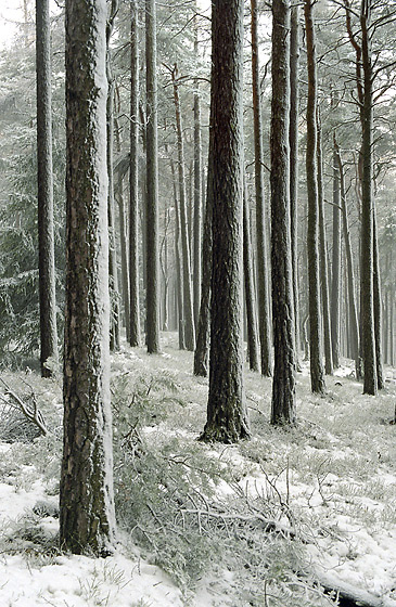 Pines - smaller format