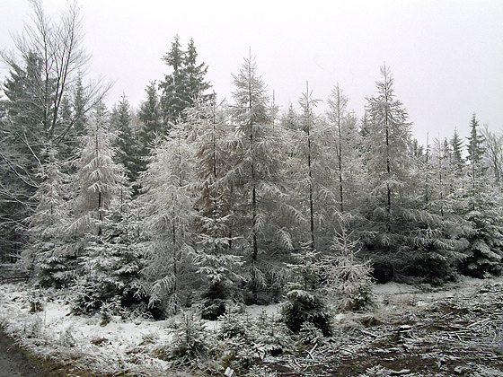 Larches - smaller format