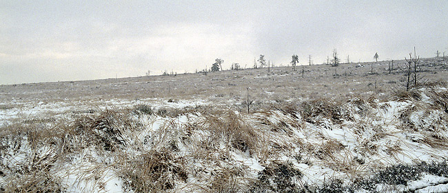 Moor on "Tok Hill" - smaller format