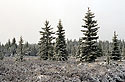 On "Tok" Hill - main link