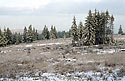 On "Tok" Hill - main link