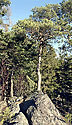 Pine - main link