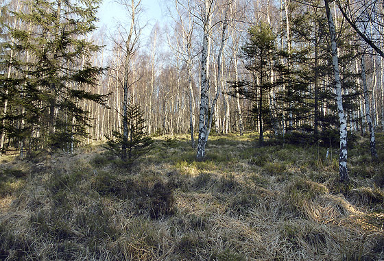 Birch wood - smaller format