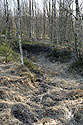 Birch wood - main link