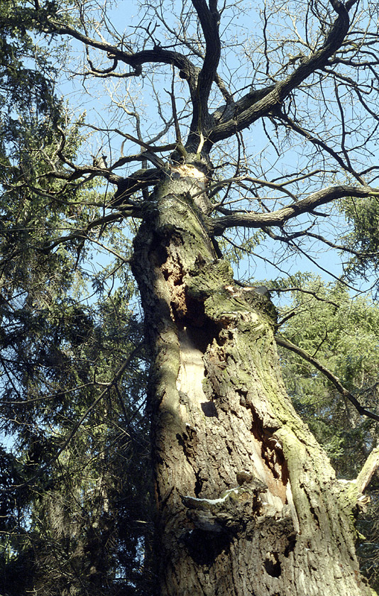Starý strom - větší formát