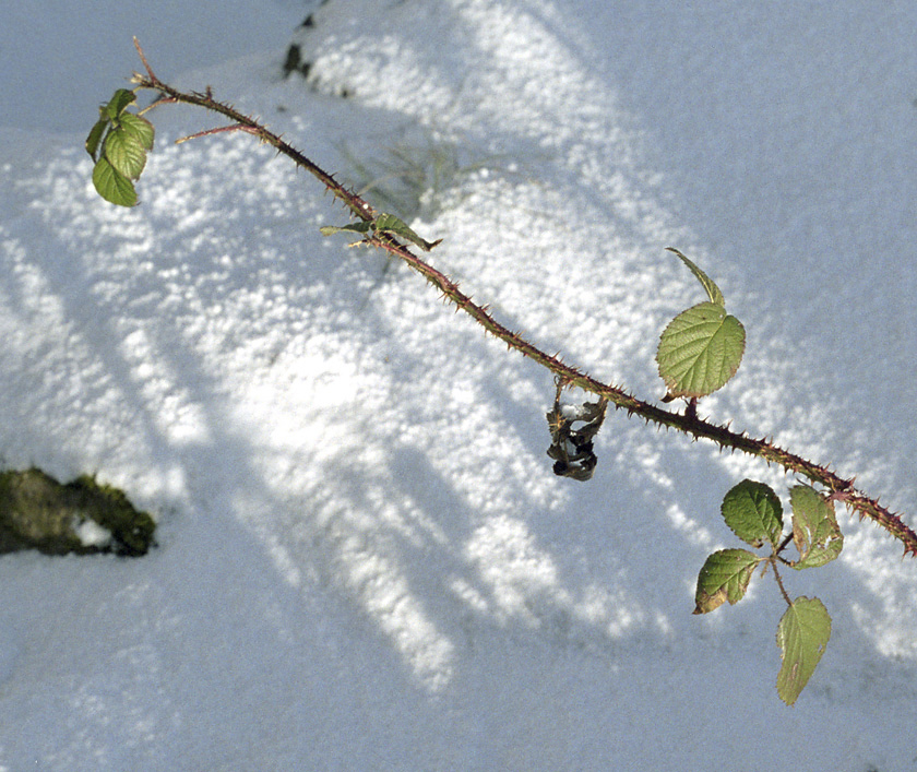 Bramble bush - larger format