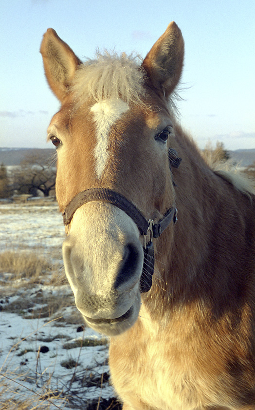 Portrait - larger format