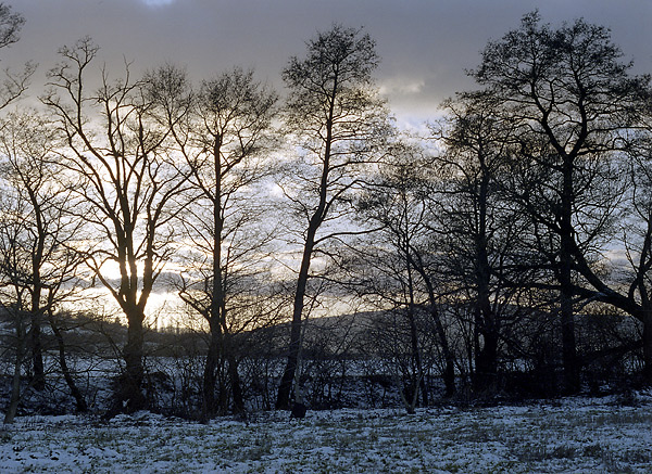 Through the branches - smaller format