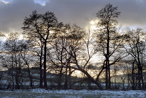 Through the branches - smaller format