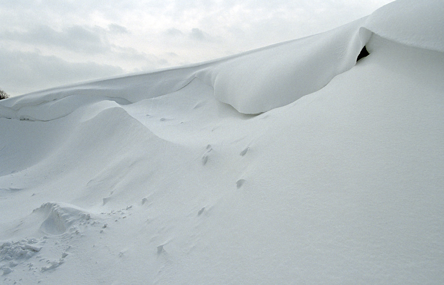 Snowdrift - larger format