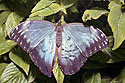 Morpho - hlavn odkaz